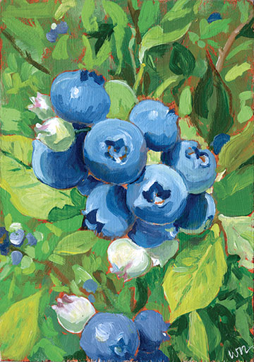 Samascotts Blueberries Print